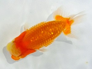 尾張優魚会　東大関　浅井雄司