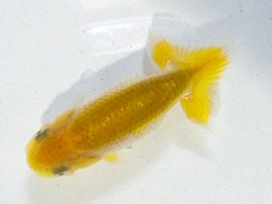 尾張優魚会　西大関　伊藤孝広