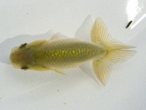 尾張優魚会　立行司　清水寛之