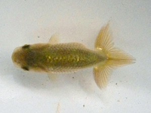 尾張優魚会　取締一　清水寛之