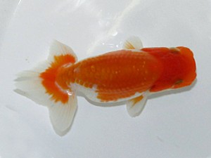 楽友会　東大関　矢ヶ崎伸司