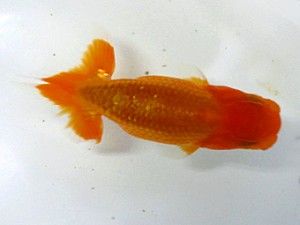 楽友会　立行司　森山禎紀