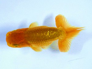 楽友会　取締二　松本　浩