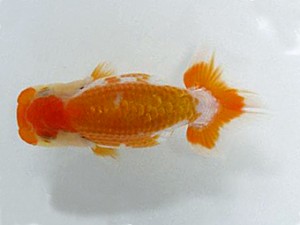 楽友会　東大関　大久保義彰