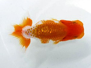 楽友会　西大関　矢ヶ崎伸司