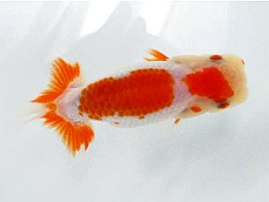 楽友会　立行司　森山禎紀