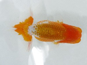 楽友会　取締二　佐野　勝