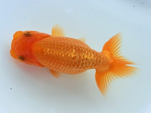 蘭優童心会　一位　渡辺秀勝