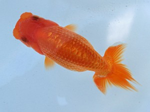 蘭優童心会　二位　渡辺秀勝