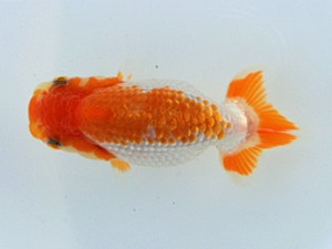 蘭優童心会　四位　斎藤金二