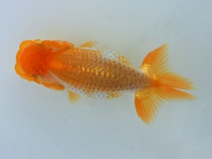 蘭優童心会　五位　二階めぐみ