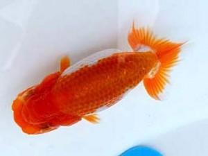 両毛愛魚会　第1位　木村　等