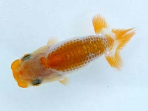 両毛愛魚会　第4位　亀山　清