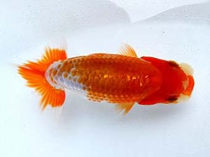 両毛愛魚会　第5位　関口直樹