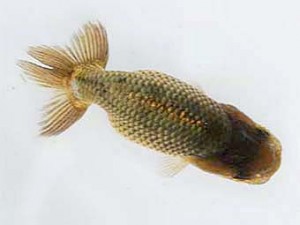 紫錦会　東大関　田中照夫