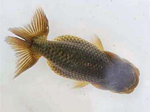 紫錦会　西大関　佐久間一重