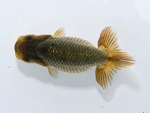 紫錦会　東大関　白石友太朗