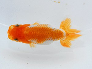 紫錦会　西大関　浅尾富夫