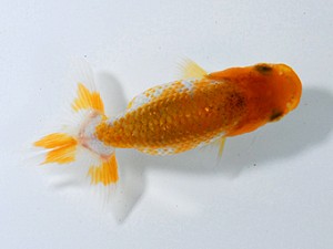 紫錦会　取締一　足立正利