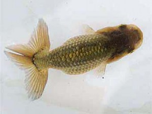 紫錦会　取締一　藤野正義