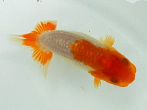 静岡らんちう同好会　一位　高倉清之