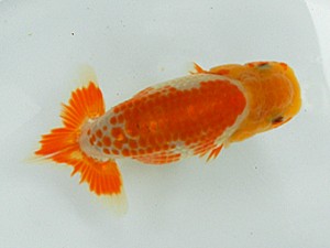 静岡らんちう同好会　二位　小倉荘作