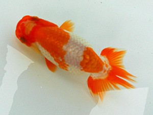 静岡らんちう同好会　三位　尾原　保