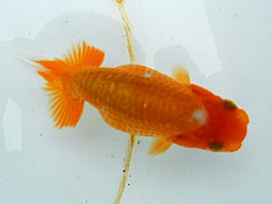 静岡らんちう同好会　四位　松本芳夫