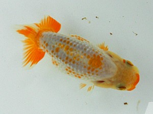 静岡らんちう同好会　五位　松本芳夫