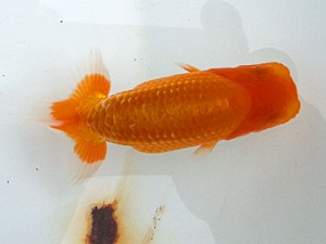 湘南らんちゅう会　第1位　高橋大祐