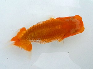 湘南らんちゅう会　第4位　高橋大祐