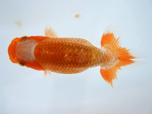 天狗會　特選二　吉岡眞一