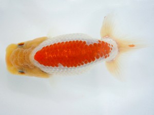 天狗會　特選四　伊藤嘉男