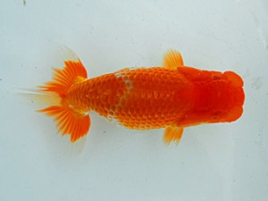 横浜観魚会　第二回研究会　第1位　安田英一