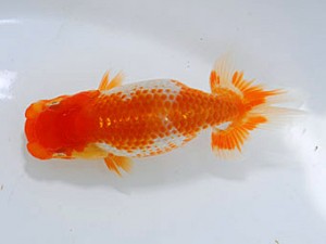 横浜観魚会　第二回研究会　第2位　廣田信哉