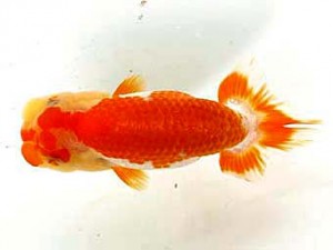 愛魚会　第1位　鳴海 満