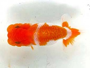 愛魚会　第2位　佐藤 稔