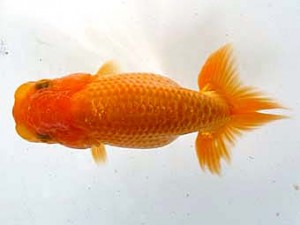 愛魚会　第3位　阿出川 實