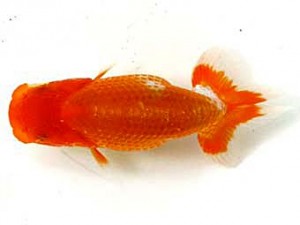 愛魚会　第4位　鳴海 満