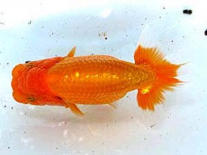 愛魚会　第5位　目黒康弘