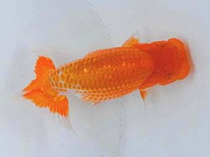 足柄らんちう会　四位　竹之内博幸