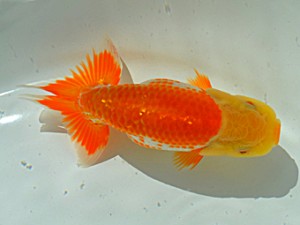 房総らんちう会　三席　藤川直子