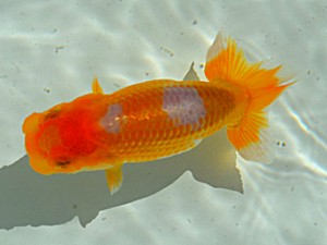 房総らんちう会　四席　能勢重徳