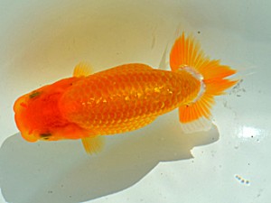 房総らんちう会　五席　鈴木　薫