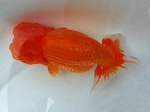 知多昇蘭会 東大関　山下秀保