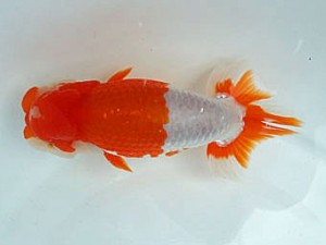 知多昇蘭会 西大関　野口　弘