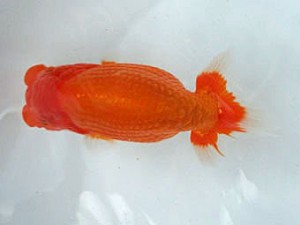 知多昇蘭会 立行司　石黒英明