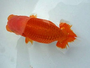 知多昇蘭会 取締一　石黒英明