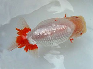 知多昇蘭会 取締二　野口　弘