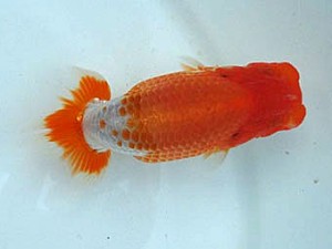 知多昇蘭会 東大関　野口　弘